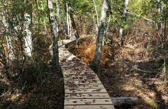 Trail System