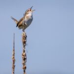 Marsh wren singing on a cattail