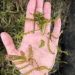 person's hand with palm facing up holding invasive curly-leaf pondweed