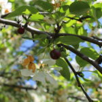 branch of a crab apple tree with apple blossoms