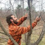 Arborist Aaron Charpentier pruning a tree