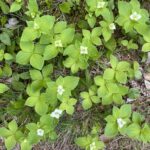 A patch of white bunchberry flowers