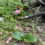 Pink Lady's Slipper