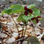 Three red trillium flowers 