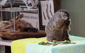 Tippy the groundhog, an animal ambassador, eating vegetables