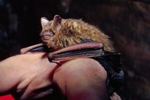 Little brown bat on someone's hand