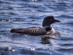 an adult loon swimming in the lake