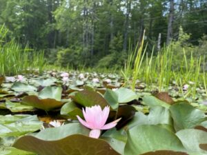 pink fragrant water lilies