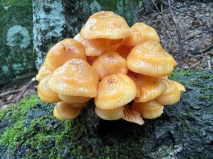 mushrooms