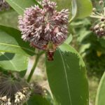 Common Milkweed plant with hummingbird moth
