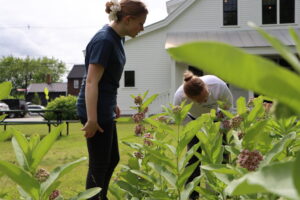 two people looking for monarch butterflies on milkweed