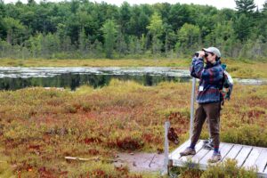Birder looking through binoculars at a kettle bog