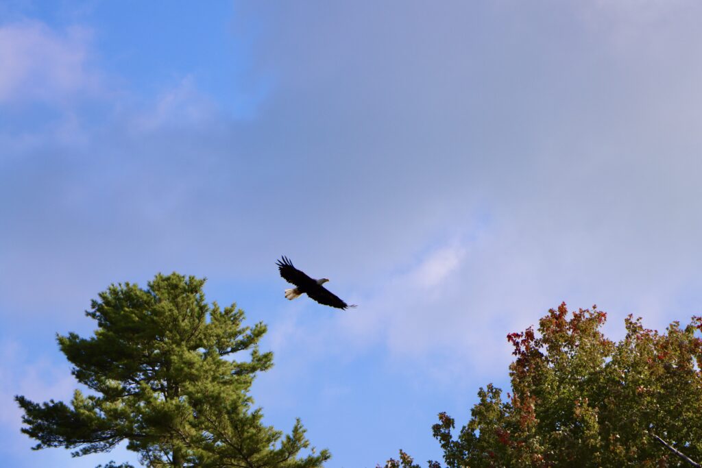 bald eagle with wings out flying in the sky