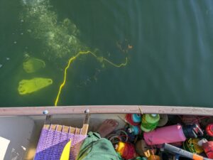 A diver with yellow flippers swims below a canoe to look for invasive aquatic plants